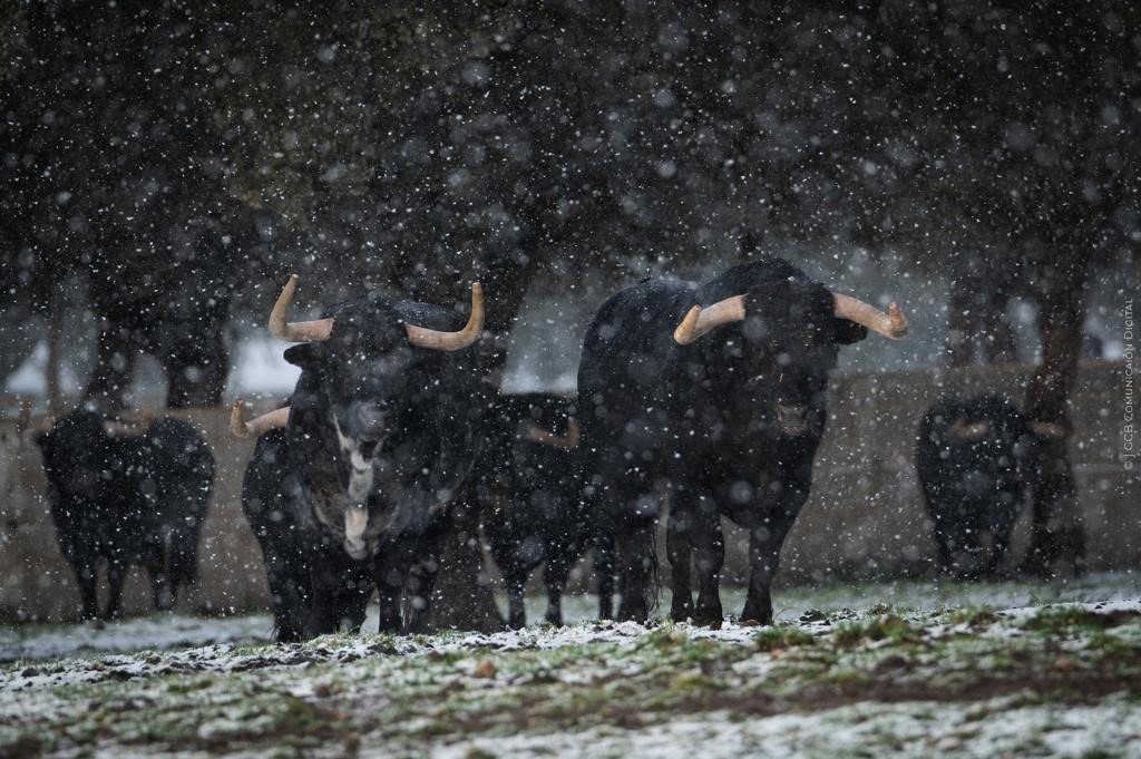 Ganadería Valdefresno