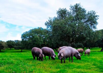 Ganadería Valdefresno