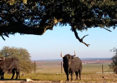 Ganadería Valdefresno
