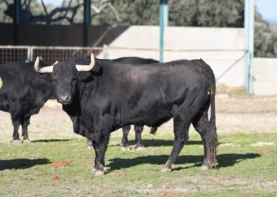Ganadería Valdefresno toro bravo en un prado