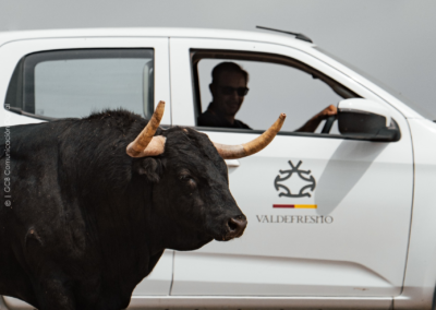 personas visitan la ganaderia, TORO JUNTO AL TODOTERRENO