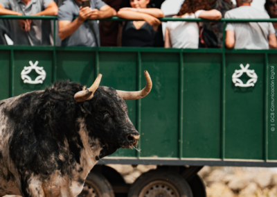 personas visitan la ganaderia valdefresno, van dentro de un remoque en un prado con toros