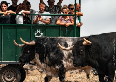 personas visitan la ganaderia valdefresno, van dentro de un remoque en un prado con toros