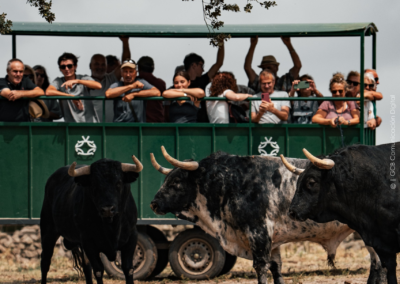 personas visitan la ganaderia valdefresno, van dentro de un remoque en un prado con toros